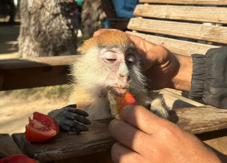 קוף בגן החיות של רצועת עזה, מואכל בעגבנייה בידי אנשי גן החיות