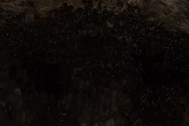 עטלפי פירות במערה