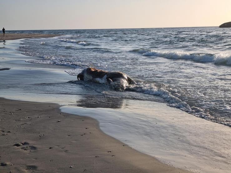 פגר של פרה שנסחף לחוף מעגן מיכאל ופונה ע"י עובדי מועצת חוף הכרמל