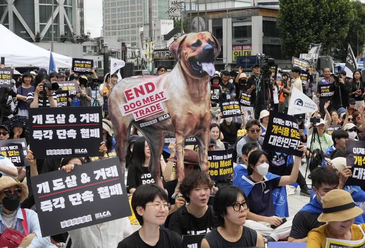 דרום קוריאה מפגינים נגד צריכת בשר כלבים