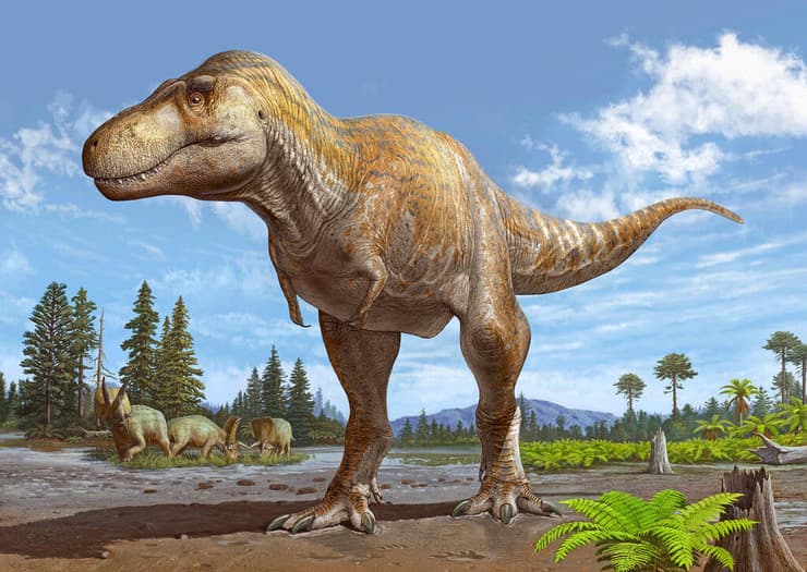 שחזור של טירנוזאורוס מקריינסיס