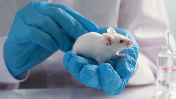 עכברי מעבדה בסין
