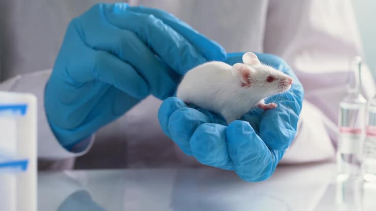 עכברי מעבדה בסין