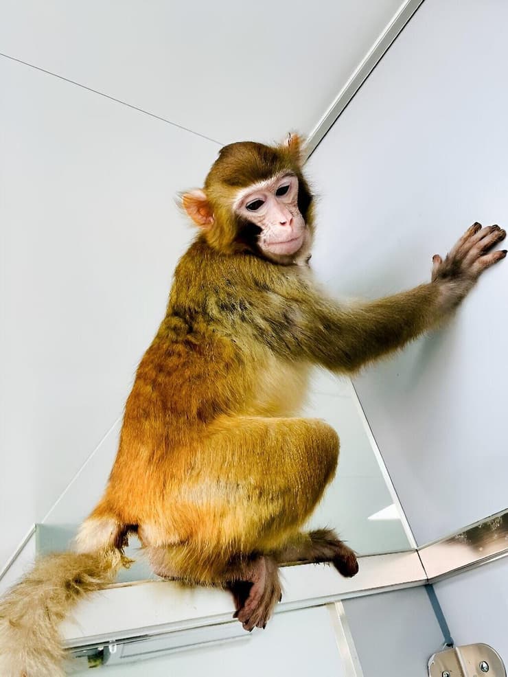 רטרו, קוף מקוק הרזוס בן השנתיים, אשר שובט בהצלחה על ידי מדעני האקדמיה הסינית למדעים