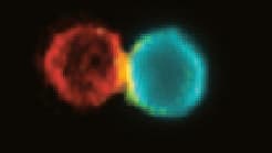 תא דנדריטי (מימין) ותא T המחוברים באמצעות נוגדן BiCE (בצהוב). הופקו מבלוטת לימפה של עכבר עם סרטן עור