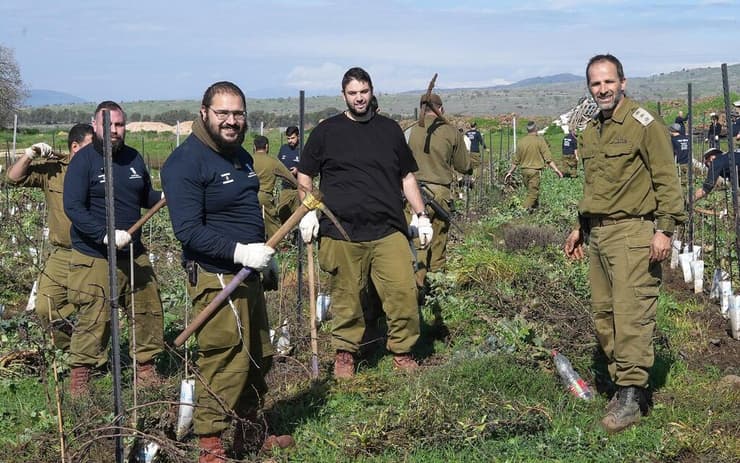 מילואימניקים שבאו לעזור למילואימניק שמגוייס מתחילת המלחמה  לעבוד בכרם שלו בדרום רמת הגולן 