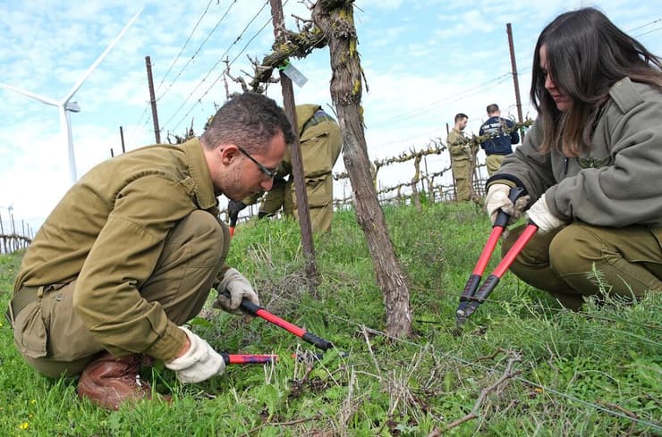 מילואימניקים שבאו לעזור למילואימניק שמגוייס מתחילת המלחמה  לעבוד בכרם שלו בדרום רמת הגולן 