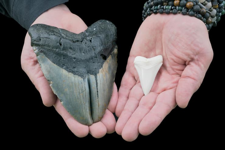 שן של כריש מגלודון (משמאל) לצד שן של עמלץ לבן