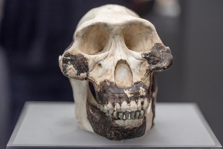 גולגולת אוסטרלופיתקוס (Australopithecus)