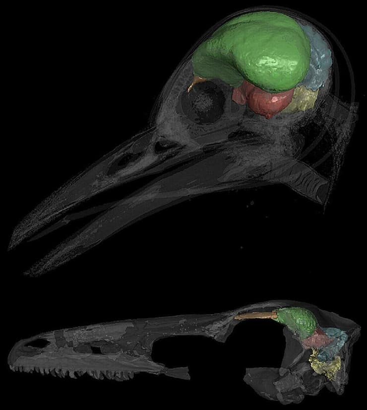 סריקה בה ניתן לראות את המוח הקטן (בתכלת) של נקר (למעלה) לעומת המוח הקטן של דינוזאור ממשפחת הטרודוניים