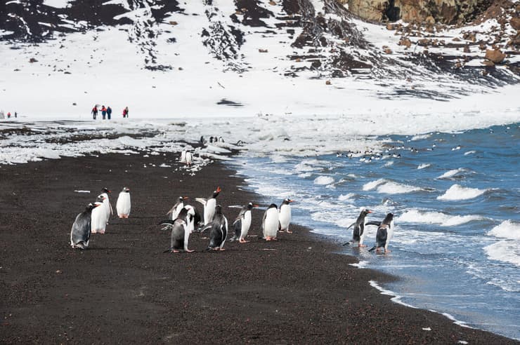 פינגווין לבן-אוזן על האי דספשן