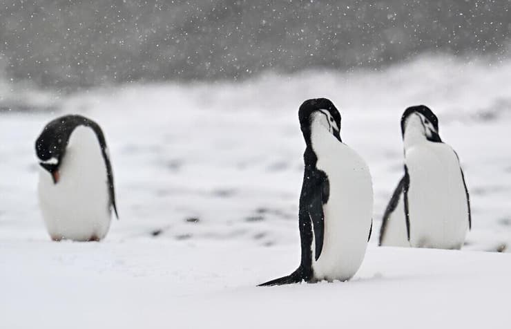 פינגווינים באי דספשן