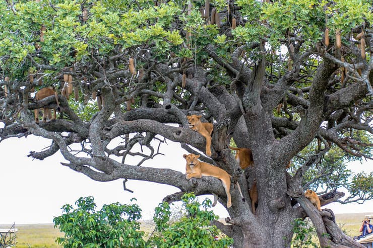 אריות על עצים – מראה מיוחד לשמורת קווין אליזבת באוגנדה 