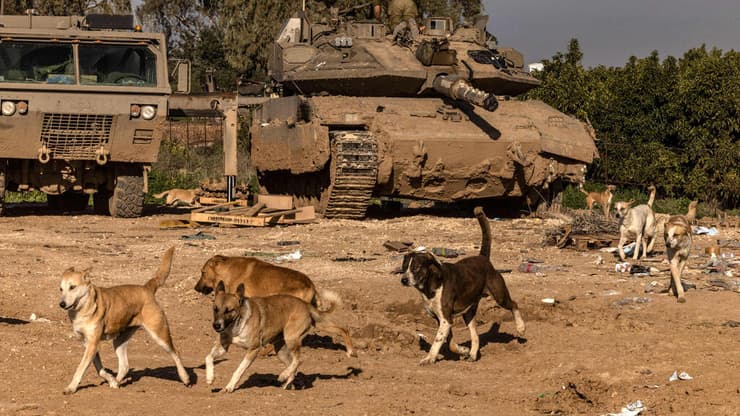 כלבים משוטטים בגבול רצועת עזה. משרד הבריאות הזהיר לפני כמה חודשים מפני התפשטות כלבת דרך הגבול שנפרץ (צילום: Menahem KAHANA / AFP) כלבים משוטטים בגבול רצועת עזה חשש מפני התפשטות כלבת