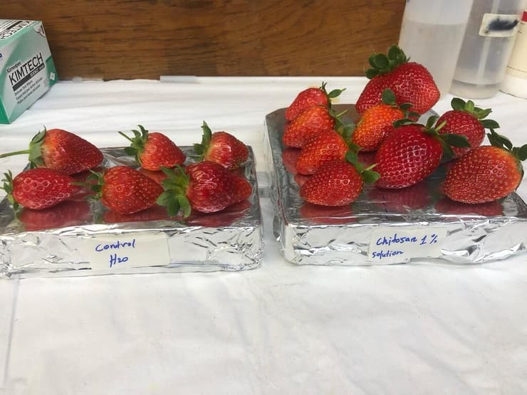 תותים שבהם השתמשו במחקר