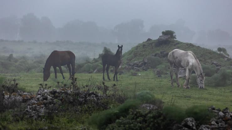 סוסים באזור הג'ילבון