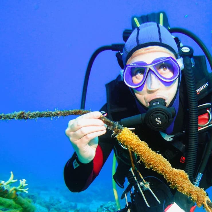 גל ורד מחזיקה חבל עליו גדל אלמוג רך בשונית האלמוגים בעומק 15 מטרים מול חוף קצא"א