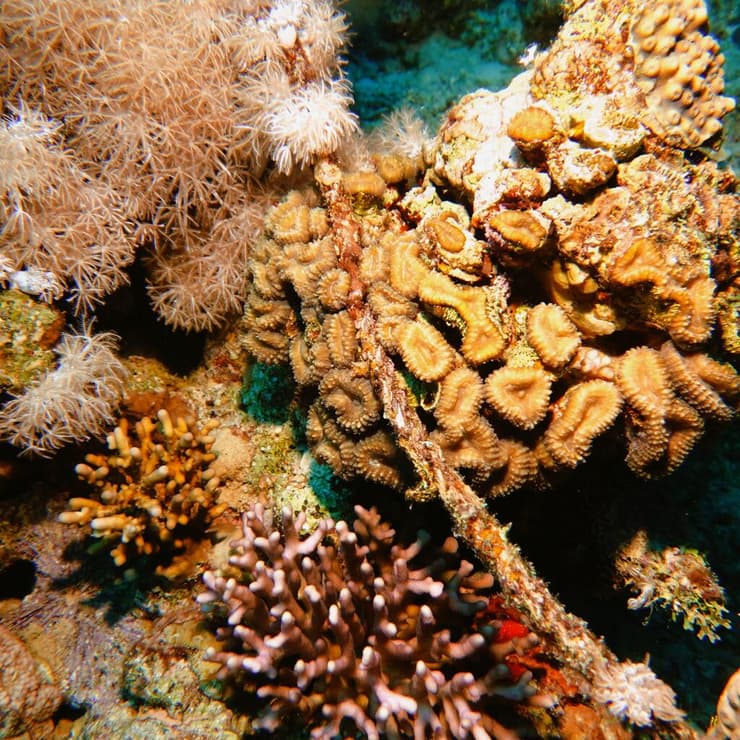 חבל מסובך בתוך שונית האלמוגים בעומק 30 מטרים מול חוף קצאא 