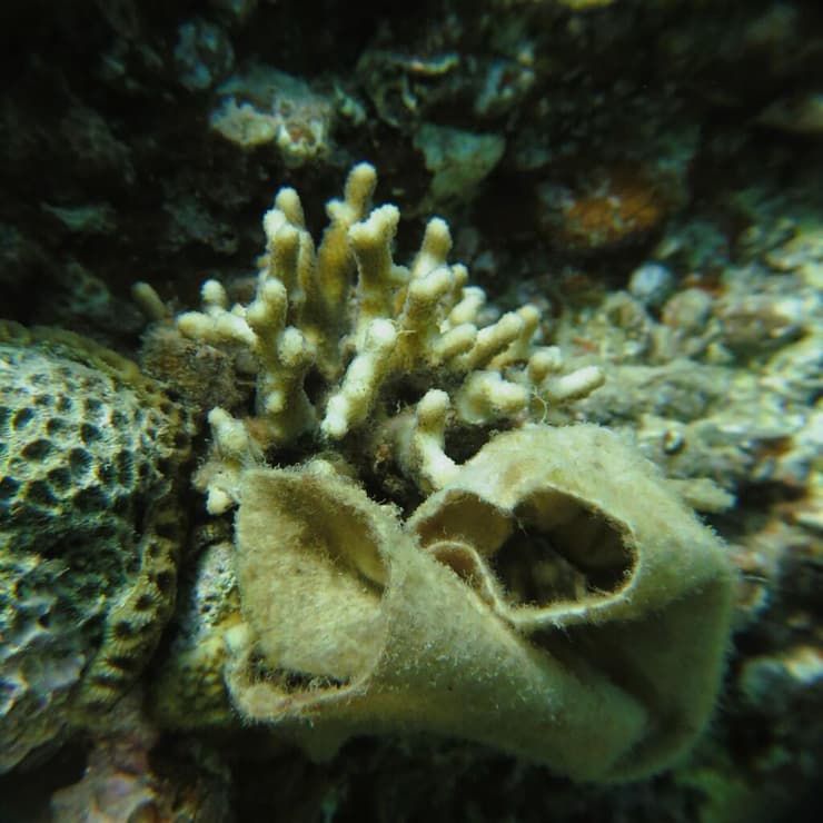 מטלית לחה חונקת אלמוג אבן בשמורת חוף אלמוג
