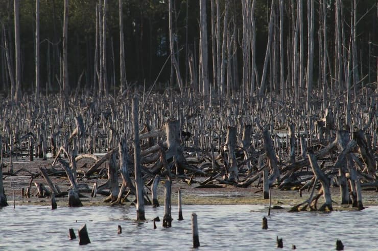 יער מנגרובים שנהרס על ידי בני האדם