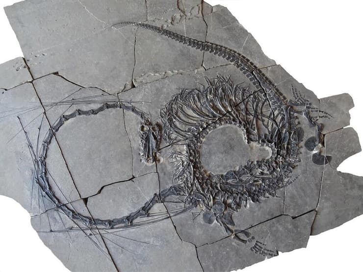 המאובן השלם של Dinocephalosaurus orientalis, דמוי הדרקון הסיני