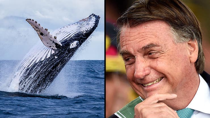 נשיא ברזיל לשעבר ז'איר בולסונרו חשוד ב הטרדת לווייתן