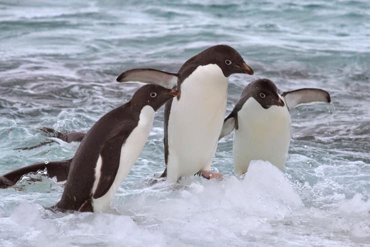 פינגווין אדלי על קרח ים באנטארקטיקה