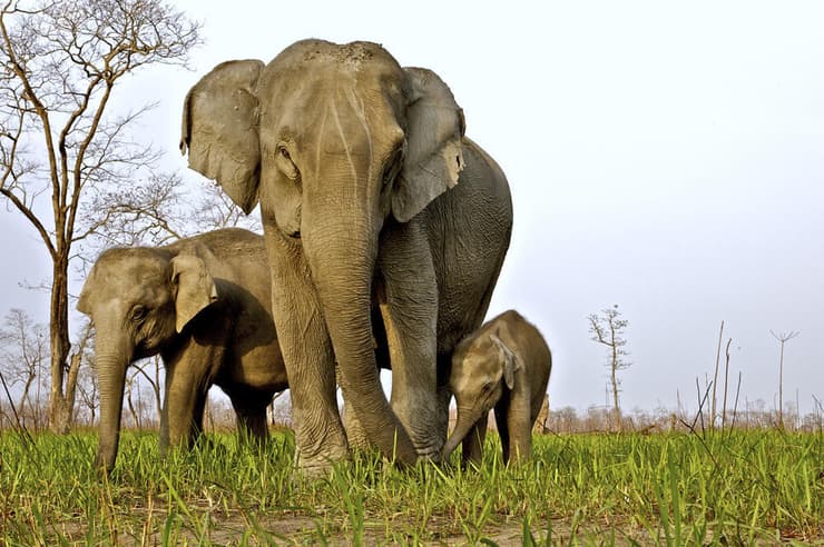 משפחת פילים אסיאתיים