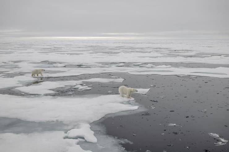 דובי קוטב משוטטים על קרח ים באזור הארקטי