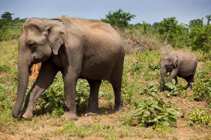 פילים אסייתיים