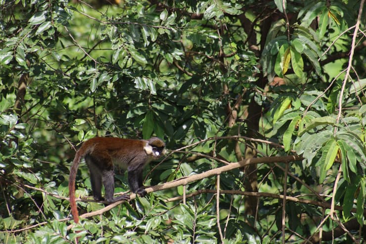 קוף גנון אדום זנב מציג את זנבו הארוך