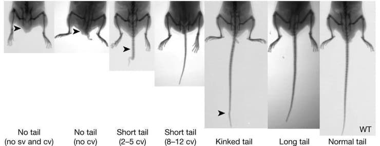 עכברים מהונדסים עם גן Tbxt שדומה לזה של האדם, הם חסרי זנב (משמאל), או עם זנב קצר מהרגיל, או עם זנב ארוך (שני מימין). צילום מתוך: Xia, B. et al. Nature 626, 1042-1048 (2024). doi: 10.1038/s41586-024-07095-8, CC BY 4.0