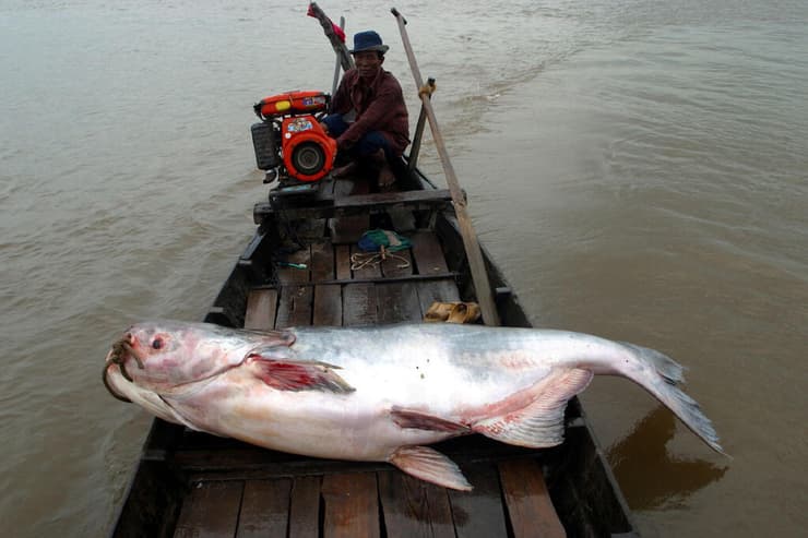 שפמנון מקונג ענק על סירת דייגים בנהר המקונג