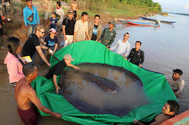 טריגון נהרות ענק (במשקל 300 ק"ג), שנתפס בקמבודיה