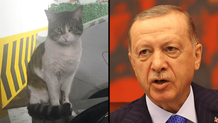טורקיה רג'פ טאיפ ארדואן רצח החתול ארוס