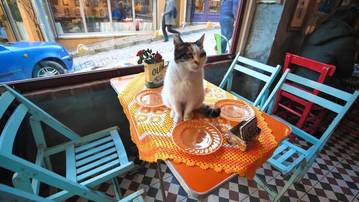 חתולים ב איסטנבול טורקיה
