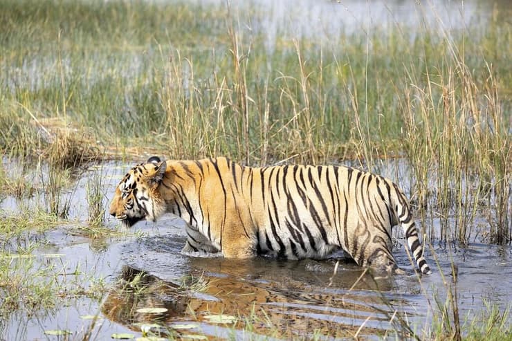 טיגריס בנגלי (צילום: דפנה בן נון) טיגריס בנגלי