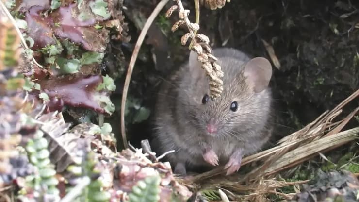 אחד העכברים באי מריון
