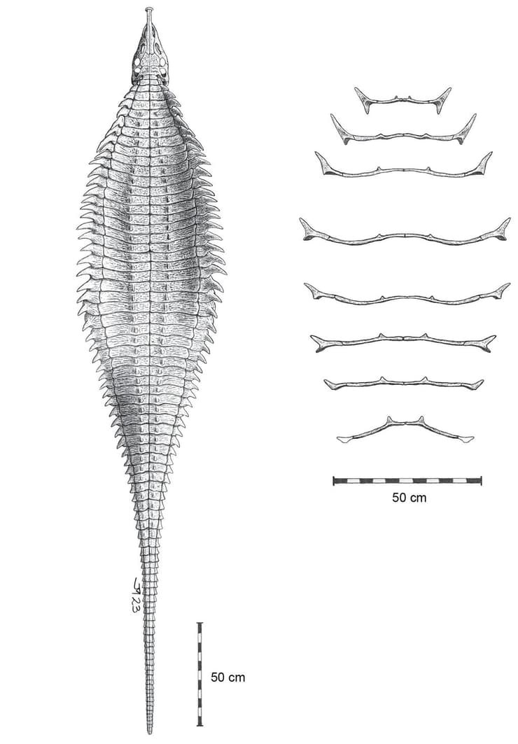 שחזור היפותטי של האטוזאור גרזאפלטה מולרי (Garzapelta muelleri), המבוסס על שרידי שריון מאובנים באוספים של חולייתנים באוניברסיטת טקסס טק