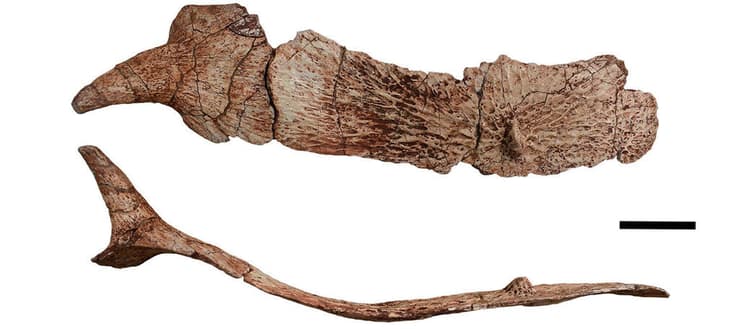 שתי זוויות של אחד מלוחות השריון הגרמיים שכיסו את גופו של גרזאפלטה מולרי (Garzapelta muelleri)