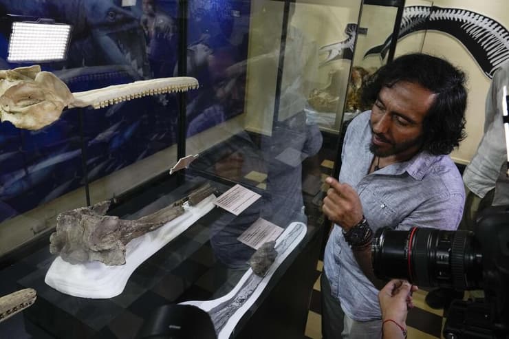 הפלאונטולוג הפרואני ד"ר רודולפו סאלאס-גיסמונדי מצביע על שרידי הגולגולת של Pebanista yacuruna, אשר מוצגים במוזיאון להיסטוריה של הטבע בלימה, בירת פרו