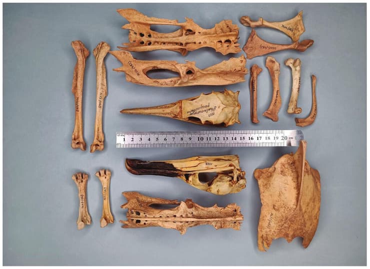 עצמות קורמורן ממושקף מהאוסף של המכון הזואולוגי של האקדמיה הרוסית למדעים