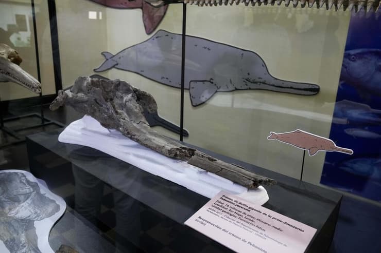 שרידיו של Pebanista yacuruna, מוצגים במוזיאון להיסטוריה של הטבע בלימה, בירת פרו