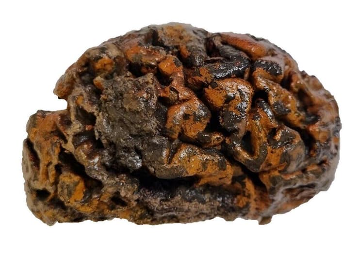 מוח המתוארך כבן 1,000 שנה של אדם שנקבר מחצר כנסייה מאיפר, עיר במערב פלנדריה שבצפון בלגיה, עם סימנים כתומים של תחמוצת ברזל