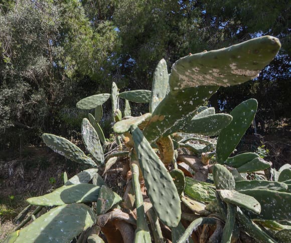 הדברה ביולוגית שיצאה משליטה. כנימות אצברית ממאירה על צמח צבר מצוי ליד ולנסיה, ספרד 