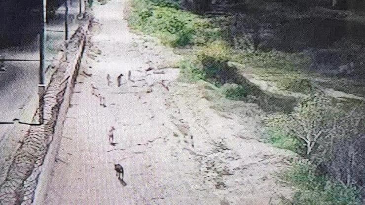    להקת כלבים שזוהתה במצלמת אבטחה