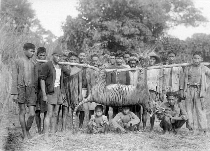 ציד טיגריס ג'אווני במערב אינדונזיה, 1941