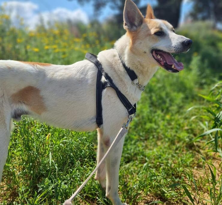 ריי (צילום: עמותת חבר לי) ריי