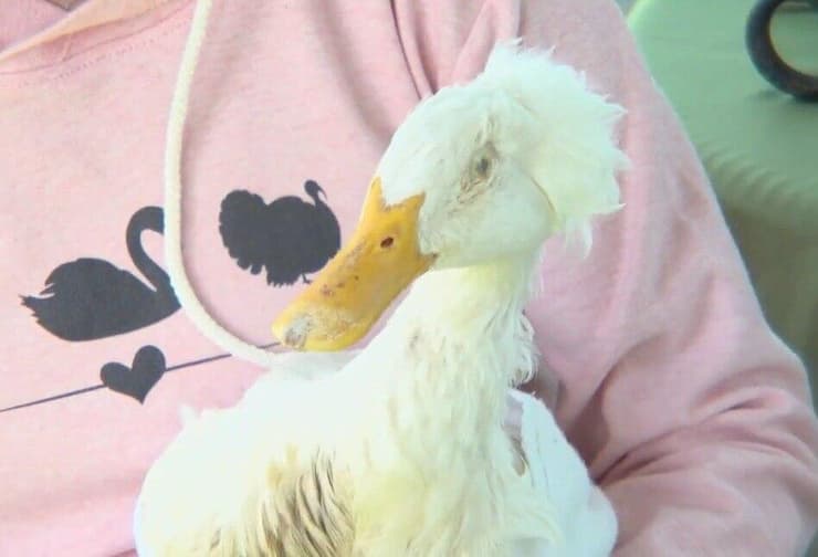 הברווז המבוגר