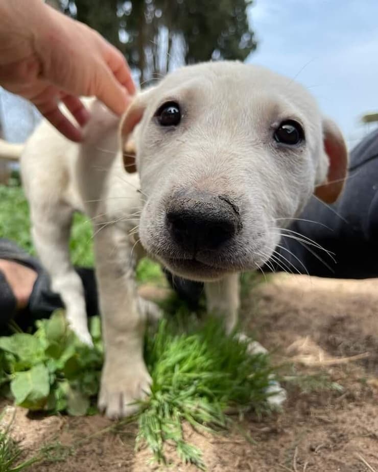 גורים (צילום: עמותת חבר למען הכלבים) גורים